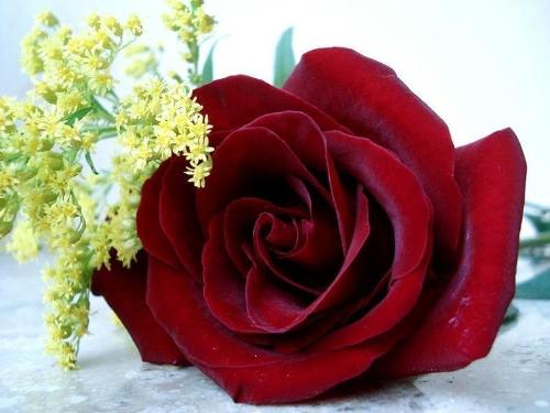 Rose - Rose is a flower that indicates a love and also itt had lots of meaning in different sentiments and also it is also callled as a king of flowers and it had thorns and they are so supportive to the petals and their growth so we can conclude from this is that life is good and smart when the thorn are supportive to us..