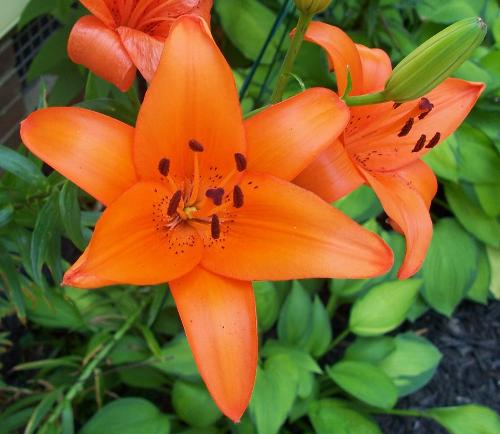 Flora - Just one of the many beautiful things that mother nature has given to us all. This particular beauty grows in my Lady's flowerbed, right outside of our back door.