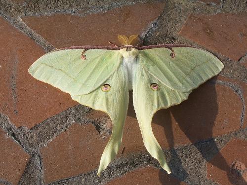 Moth on Pavers - Stopped to get gas one day, and this beautiful creature floated by and then landed on the pavers of the island. I just happened to have the camera in my truck, and well, here it is captured for all time.