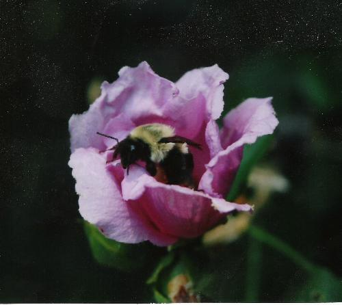 Bumble's Exit - This was another capture 'in the moment'. A Bumble Bee harvesting pollen from one of the tree flowers in our yard. Sorry I do not have any technical info . . .amperature, lighting, etc. I just aim and snap. More of an 'In The Moment' photographer. But, my eye does see things that are beautiful, if only 'in the moment'.