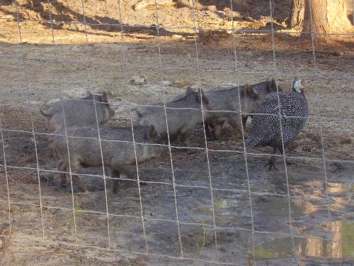 Baby pigs with Guinea - This Guinea Hen thinks he is the Daddy of these baby pigs. 