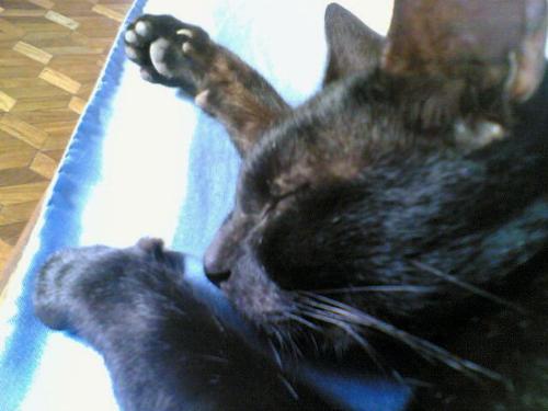 eric - my super cutie cat