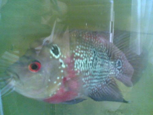 my flowerhorn - like it?