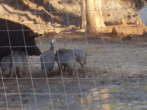 Momma Pig, baby piglets, Daddy Guinea Hen - This Guinea Hen actually thinks he is the daddy of these little baby piglets. It's quite funny to watch him yelling at them and pecking at them when they won't stay in the group.