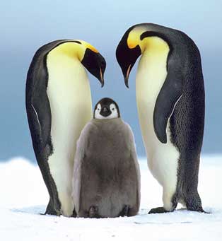 antarctica - just a picture of a penguin family at Antarctica