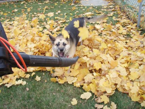 My dog - My dog attacking our leaf blower