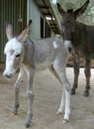 Baby Donkey  - Baby donkey at the rescue centre in Victoria Australia