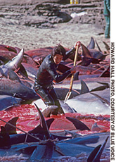 Japanese fisherman are killing over twenty thousan - This brutal massacre, the largest dolphin kill in the world, goes on for six months of every year, from October through April. 
Even more shocking, the captive dolphin industry and marine parks around the world are a willing accomplice to the kill, paying as much as $100,000 per captured dolphin. 