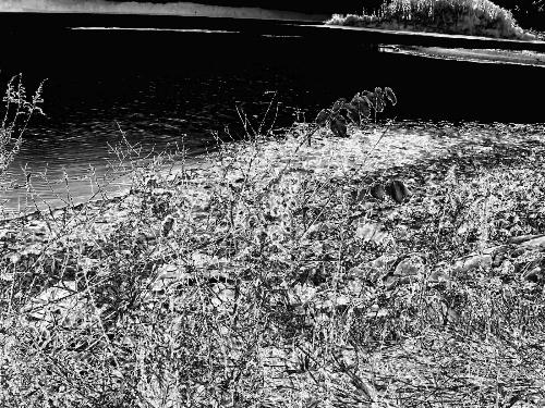 LaDue Reservoir in Ohio - This akron water supply reservoir is very shallow considering so much soft shore is exposed to walk on carefully. The black n' white effect is chromed to give the picture more emphasis on natural preserves, depleted during water shortages as drought came and went through lower parts of mid-Ohio. The day was overcast with a few peeps of sun through them. The reservoir usually serves a variety of fish from its water such as walleye to bass to crappie to even a sunfish or two. Today nothing followed the bait . . . oh well  Copyright © 20071114