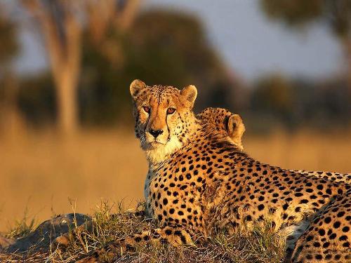 Cheetah - the fastest animal on the planet
