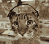 cool cat - see the cat rocking to the music