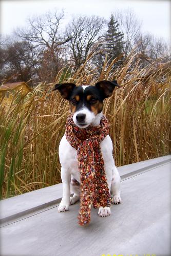 Cookie!! my jack russell terrier!! - this is cookie. my doggy. she is 1 year. and she is soooo cute!!