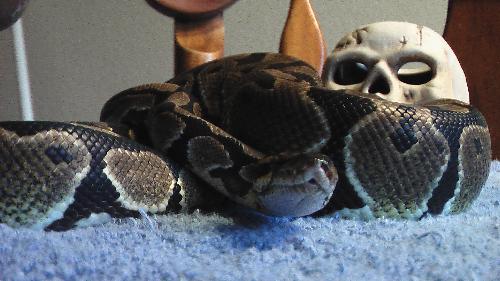 Reaper  - This is Reaper, an approximately 3 year ball python. Right now she's on a so far two month hunger strike, so hope she'll start eating soon.