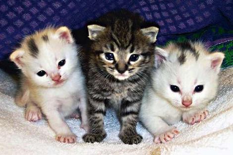 three kittens - three cute kittens