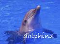 dolphin - dolphins
