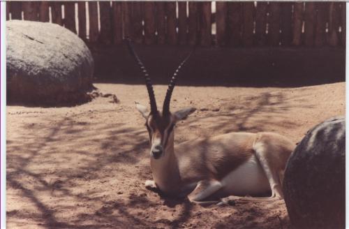 Zoo Trip - A picture of a gazelle in its 'cage' in San Diego, California. This picture was taken in 1989.