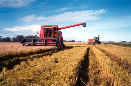 rice being harvested In the United States - Tis is how rice is harvested in the United states.