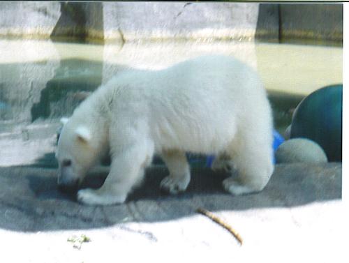 a baby polar bear - a baby polar bear