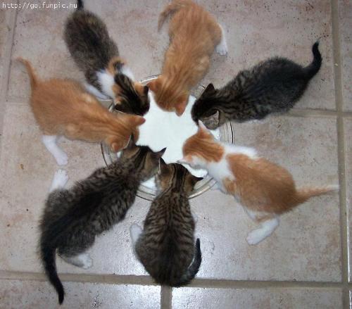 Circle of Acquaintances - Our circle is very tight-knit.