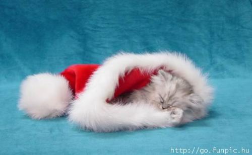 Season's Greetings - Have a purrrfect holiday!