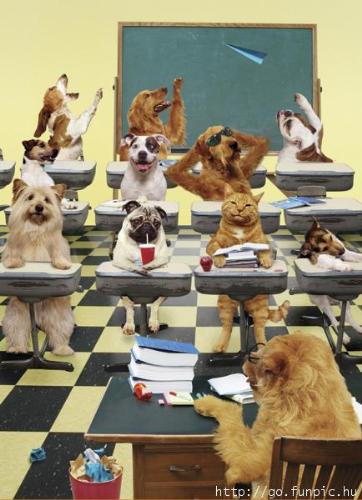 The Smart One - Dogs are loveable. Cats are smart AND loveable. Am I biased or what?
