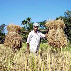Carrying a golden crop - Carrying a golden crop: A farmer carrying harvested paddy at a village in Sivasagar district of Assam (India).