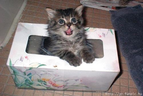 Small Litter Box - I know I'm only little, but I've already outgrown this litter box.