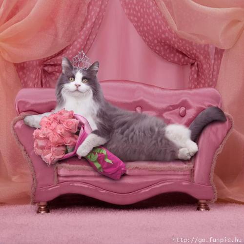 Pink Cat Goddess - Now, this is what I call living in style!