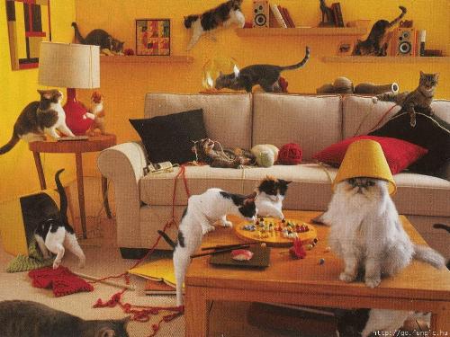 Cat Party - While Mom's away, these cats DO play.