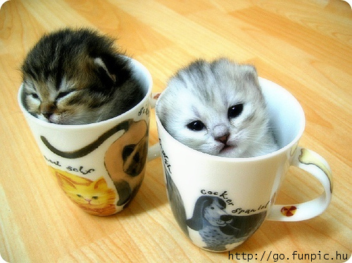 Cute and Cuter - No need to add sugar. They're sweet enough!