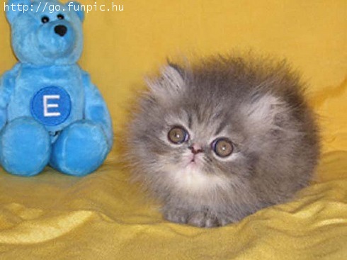 Can I have a real Playmate? - I'm so lonely for another kitten. That squeaky toy isn't very challenging for a cute little puss like me!
