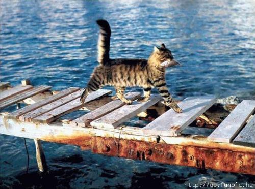Catch of the Day - Ah yes, this will give me my Omega 3's.