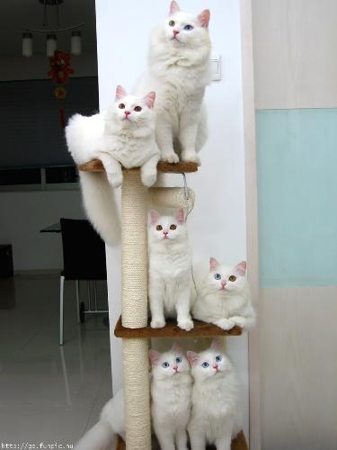 Family Portrait - Snowflake, Snowball, and family.