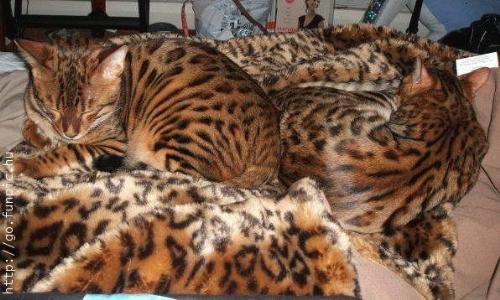 Gorgeous - Camouflage is easy when you're born like this.