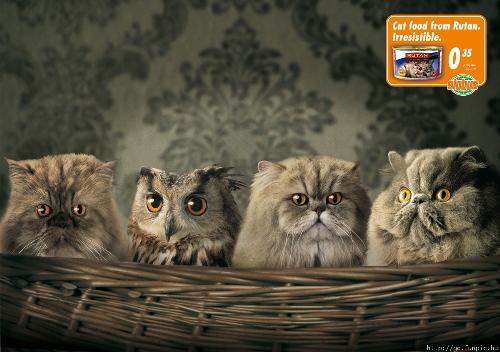 Friends of a Feather - Or odd one out?
