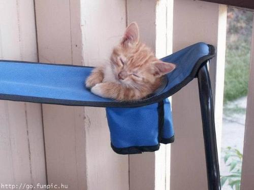 Kitten Holder - Just my size.