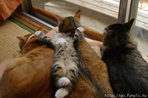 Life Support - Purrrfectly soft and warm cat-bed.