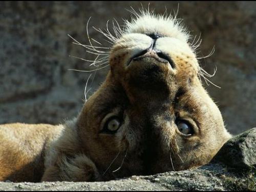 Hey, you - Here's looking at you, kid.