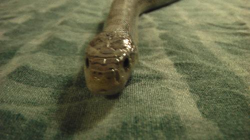 ghost corn - a ghost corn snake
