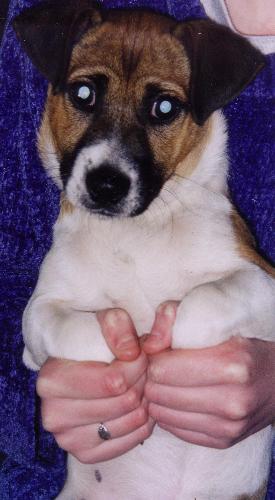 Ari - Ari, the Jack Russell that lives next door.