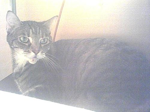 Cossett - My 10 Year old Tabby.