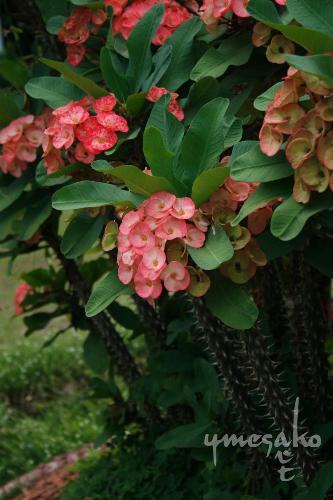 flowers - I took this picture at the Pink Sister's Church.