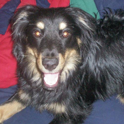 Star - My Pup Star