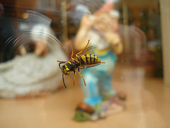 Hornet - hornet