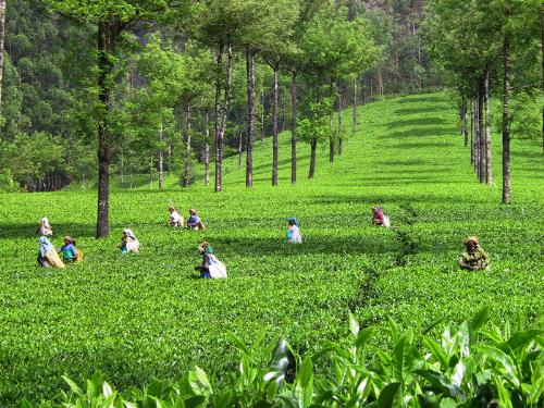 tea gardens - see these lovely tea gardens. this is in india..