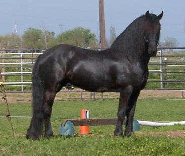 Friesian Stallion - Isn't he gorgeous?