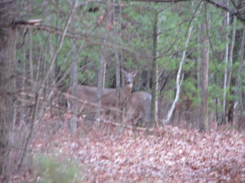 Doe and Yearling - This is a shot taken with my Canon S5 with Immage Stabliation. It was taken at ISO 400 and with branches on the way. I wa a the end of my 12x optical zoom.The AF and small brnaches between my camera and the deer cause the blurry effect.