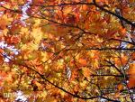 nature - I love nature and have a passion of collecting wallpapers with nature as background.