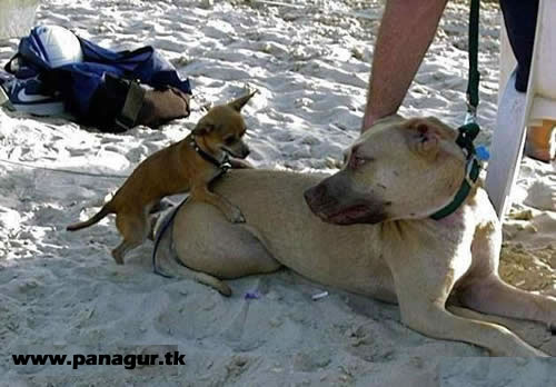 Funny picture - Very funny picture