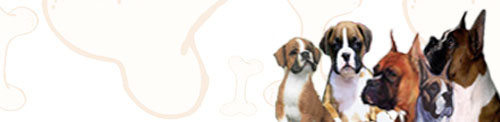 Boxers - nothing is cuter than a boxer puppy and they make great companions for everybody....especially good with children you will always have fun with a boxer in the house...5th most intelligent breed...
